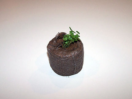Basil seedling in peat pot