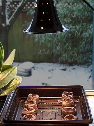 Grow light and a black tray