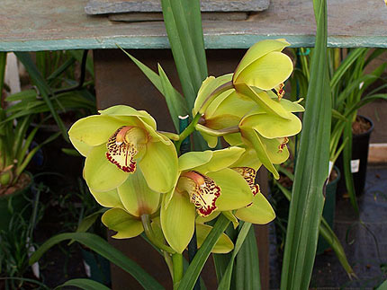 Cymbidium