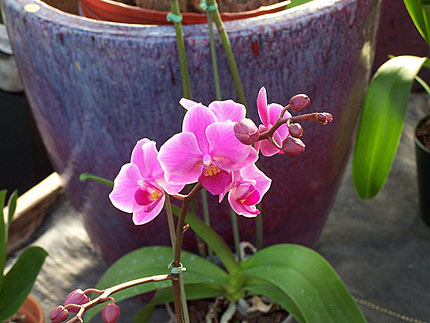 Phalaenopsis orchid