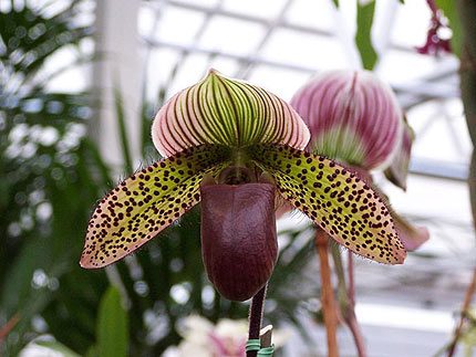 Paphiopedilum, Lady Slipper